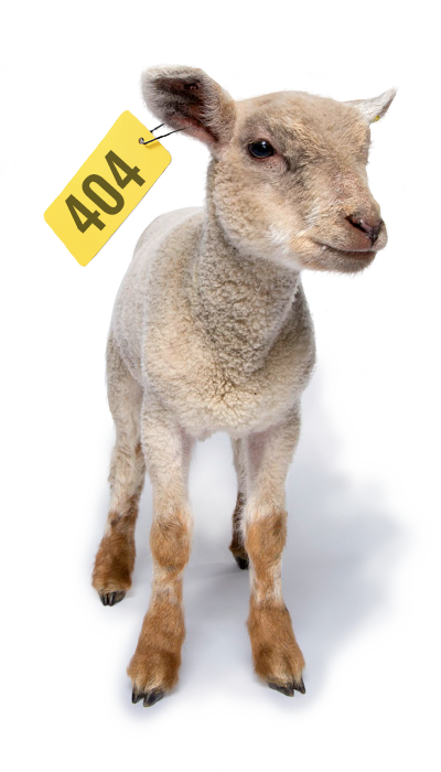 mouton-404